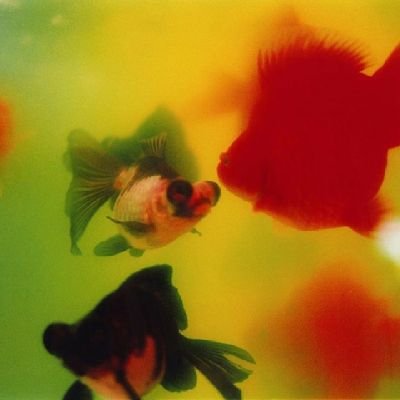 dallekot's profile picture. 📚