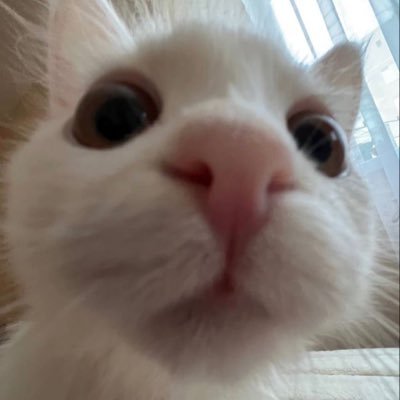 potatoes_meow's profile picture. Hello there! Swe_Student|Lover of Financial Models and potatoes. #positivetwt #edtwt #studytwt. I like learning and I ask lots of questions 🥹