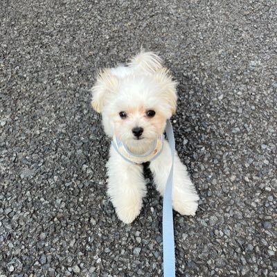 chamaru1107's profile picture. チワマル10ヶ月♂