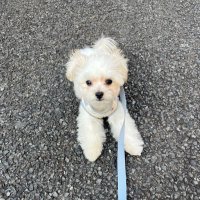 ちゃちゃ丸 (@chamaru1107) / X