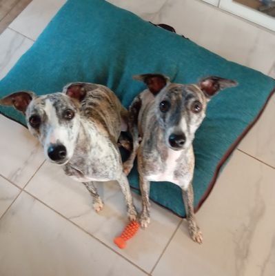 IafrateL48878's profile picture. De zéro à DeFi 🚀 Les whippets plus rapides que les whales 🐕⚡ Objectif : simplifier la DeFi et la rendre accessible à tous.