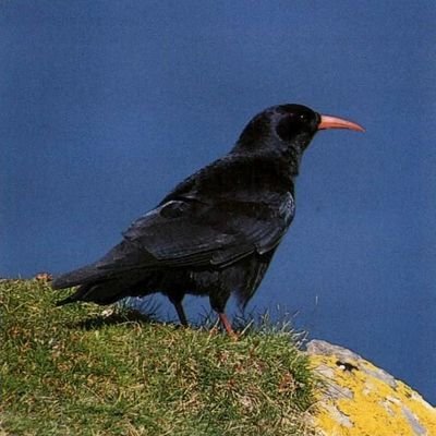 alvrgbr's profile picture. 