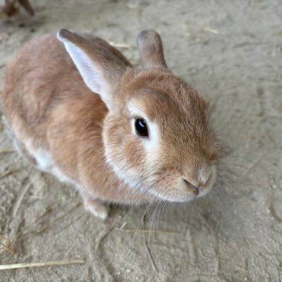 DA_SANSUB's profile picture. サブ垢です！