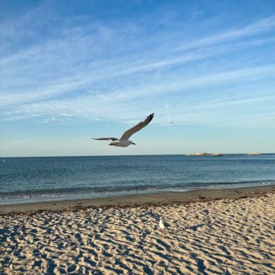 TheNatureBoyIV's profile picture. particular interests: indigenous “American” history, history of US settler colonialism, anti-imperialism, anti-Zionism, decolonization. among other things.
