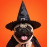 PetCollectiveTV's profile picture. The best pet videos on Twitter!🐱🐶🎉
We've got all the pet content you'll ever need! 😻⬇️