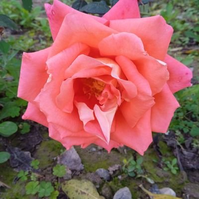 manishjuly4's profile picture. 