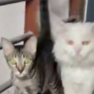 TBBONE7's profile picture. 