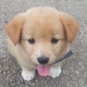 ggonggonge's profile picture. 