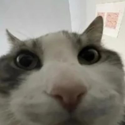 min_aws's profile picture. Purr... Around 😸