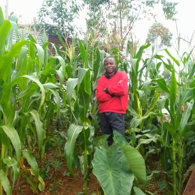 JMumbere51404's profile picture. sécurité alimentaire.