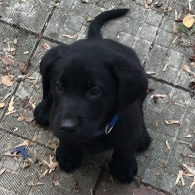 Charlie_Alcides's profile picture. Trader | Bettor | Pub owner. I talk to myself here. I will ensure that before I die, my dance of power is so great that death itself will pause to watch me...