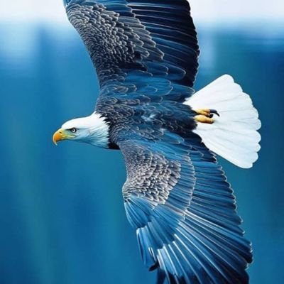 Travel Consultant || Travel Agent ||Ticketing and Reservations || Domestic and International Flights ✈️🛫 || and Other Travel related Services