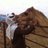 al_nazee's profile image