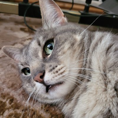 Chessnut_cool's profile picture. 