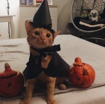thecatposter's profile picture. cat-human relationship expert