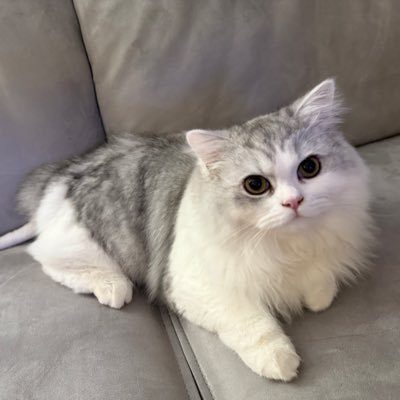 xiaofu_666's profile picture. 