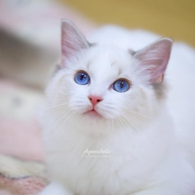 Chenlee1483704's profile picture. 