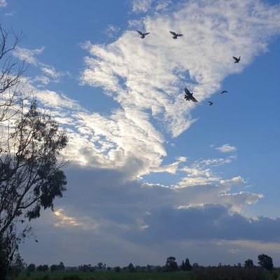 wolfdeebo1's profile picture. 