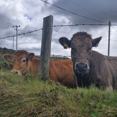 na48950's profile picture. 