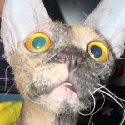 GrayCat17066765's profile picture. 