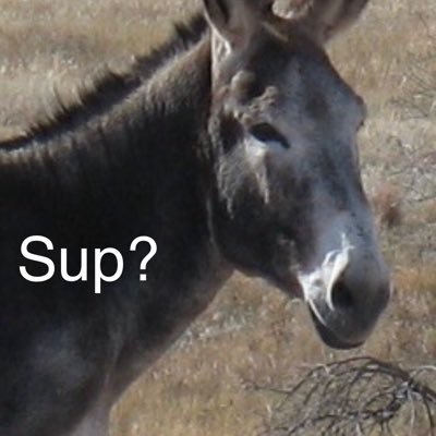 Eeyore_Schlong_'s profile picture. New and improved! #ThanksElmo