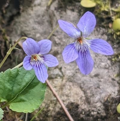 x_otama's profile picture. 主に情報収集、たまーにひとりごと