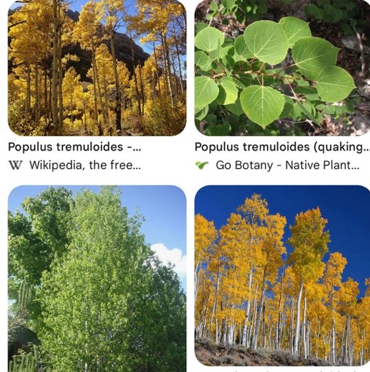 TremblingAspenn's profile picture. 