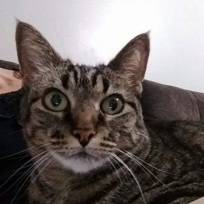 va48519's profile picture. Fã do Inconfundível Gustavo Mioto