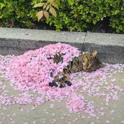 enchinelas's profile picture. las brujas no existen pero que las hay las hay