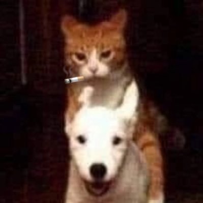 rticun0's profile picture. Speculator | Aut viam inveniam aut faciam