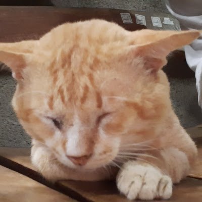 kucing70941's profile picture. 