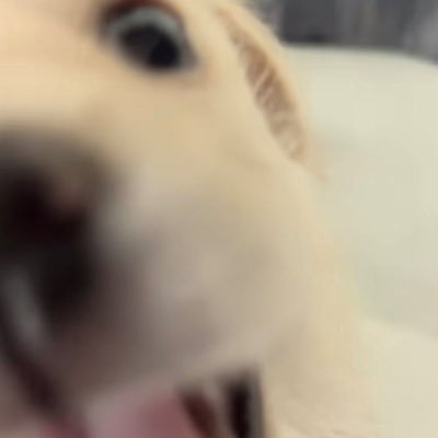 oirtox's profile picture. if u find this hi