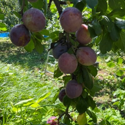 ekan3f5aB179750's profile picture. お花大好き、家族大好き、お仕事大好き、食べること大好き