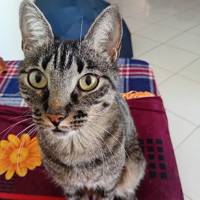 AGNALLDOWMYTOO's profile picture. 