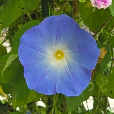 zumichan109's profile picture. ノイエで銀英伝の沼にハマりました。別格でヤン推し。銀英伝を教えてくれたﾑｽﾒの影響で双璧も好き。

無言フォロー失礼します。