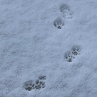 ばに (@6wdl6i554x888sb) 's Twitter Profile Photo