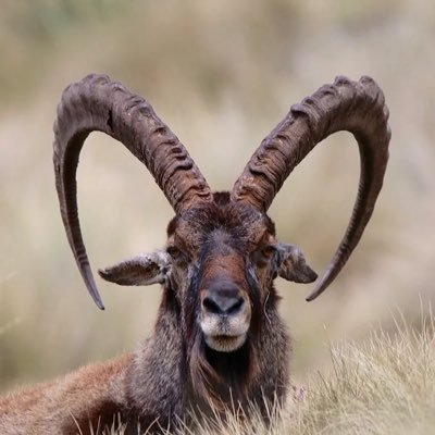 Zeyede1264's profile picture. ለዐምሐራ ያለው ብቸኛ መንገድ ሥርነቀል ብሔርተኝነት ነው ። @AmharaWarUpdate Resisting the media blackout in Ethiopia