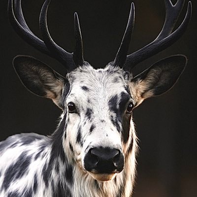 elk_pilled's profile picture. big dumb piebald elk 34/male/bi 💍@xXfallowfawn💍