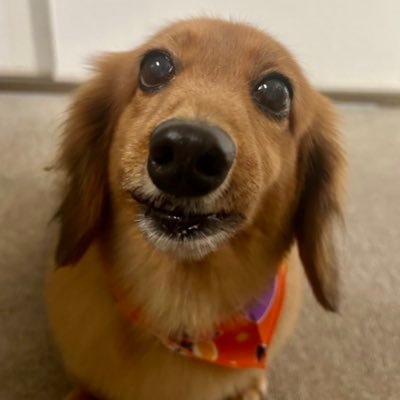 Aya_3165's profile picture. 2014.5.1生Mダックス♀華蓮🐶 です。 2000.5.20生Mダックス♂ロミオ2014.8.8🌈へ。