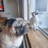BaileyDays's profile picture. I'm Molly,a Calico cat
I'm Hugo,a  pug 
We love playing and cuddling our humans