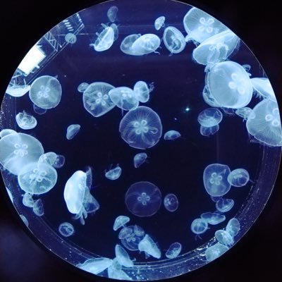 hiro_pic_1's profile picture. 色々雑多に呟きます