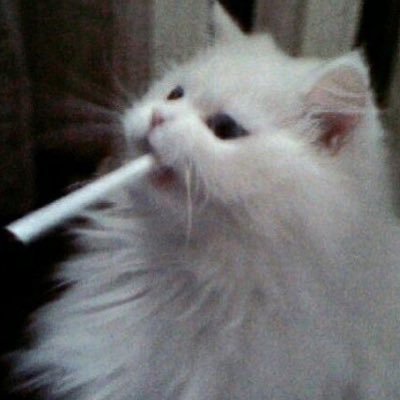 Frnq__'s profile picture. フリーナ復刻全裸待機