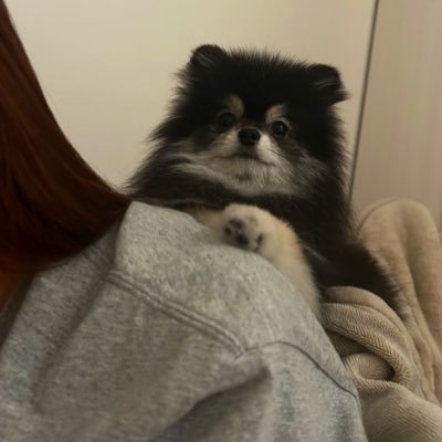 tarotaro0701_'s profile picture. ブラックタンの3歳の男の子 たろすけです 🎈Twitterはじめました 2022.07.01 に爆誕 ポメラニアンですがよくチワワに間違えられます たろすけの可愛さを全世界に発信したい
