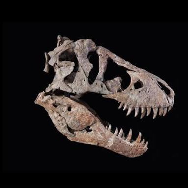 yourweeklydino's profile picture. Dinosaurs are amongst the most fascinating and important creatures who have ever walked the planet. Let me tell you about them. Will try to post weekly.