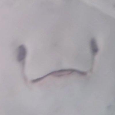 PONKOTSU_SAN_oO's profile picture. 