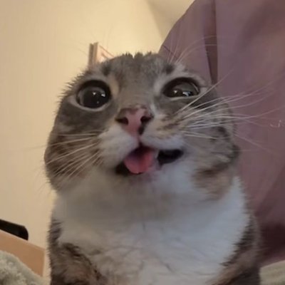 kqiddy's profile picture. akun jajan & main roblok