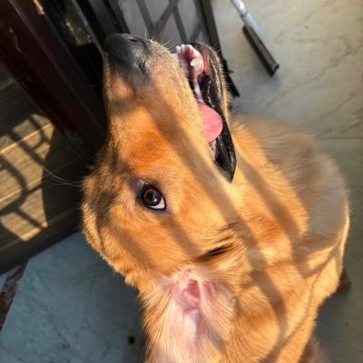 scoobyretrieves's profile picture. 