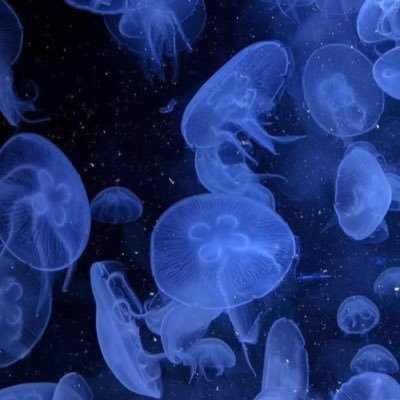 Lapi_oO1's profile picture. きっとそんなもんですよ