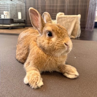 senta_channel's profile picture. A rabbit who lives in Japan 🐰🇯🇵