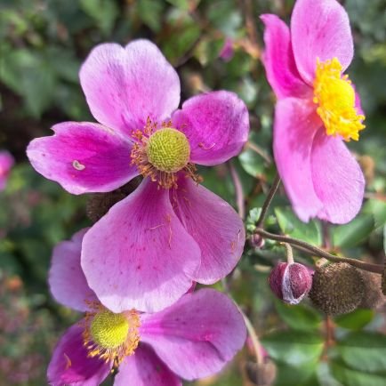 SueHunt1386317's profile picture. Cat valet, bookworm,  gardener, organiser of community events, ❤ music, art, cinema, theatre, travel.
@stringersmum.bsky.social🦋